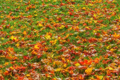 Lawn in the Fall Season