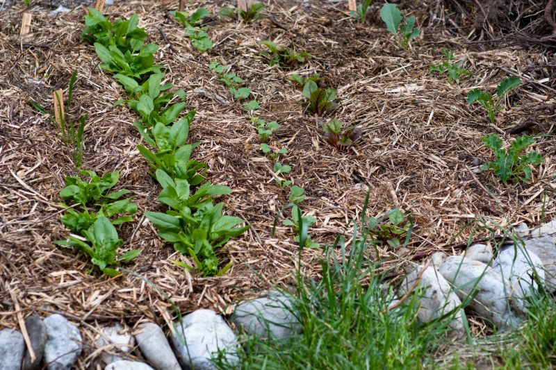 Mulched Garden Beds