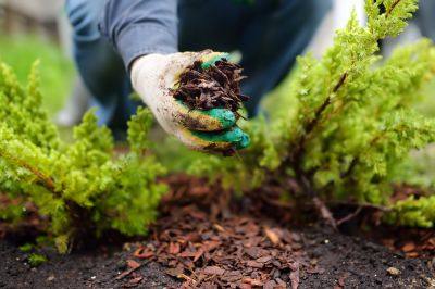 Improve Drainage and Fertility with Mulching!